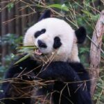 1-Day Tour Chengdu Research Base of Giant Panda