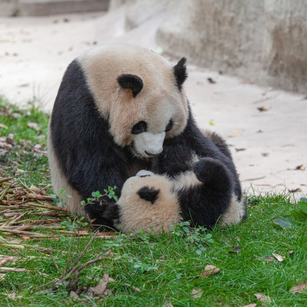 Chengdu Panda Highlight Day Tour:Chengdu Panda ...
