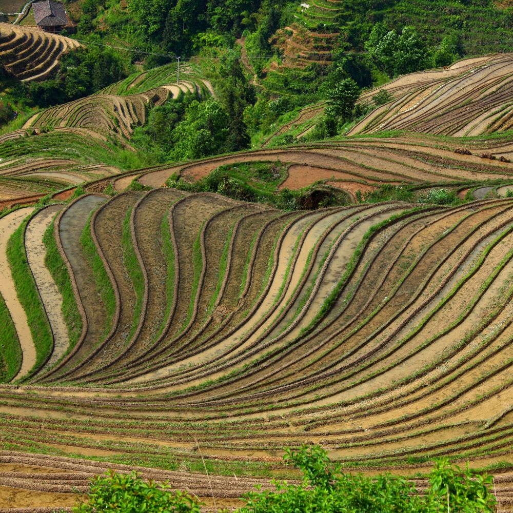 3-Day Guilin Private Highllight Tour:Dragon-Bac...