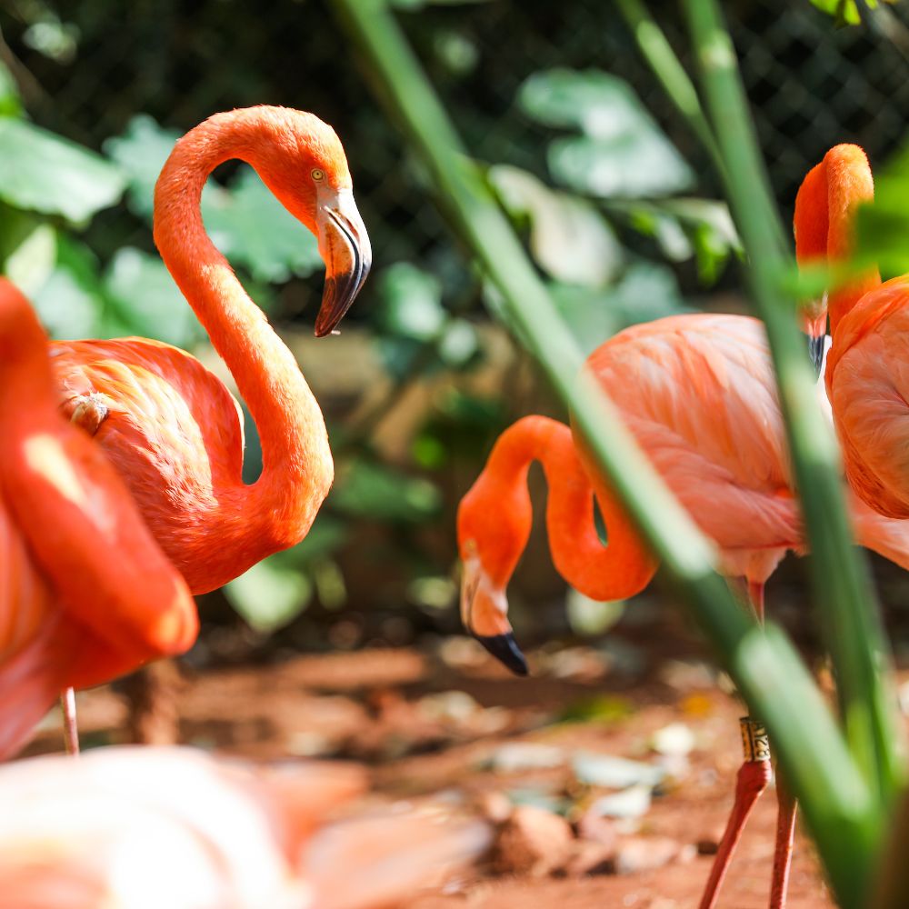 4-Day Sanya +Haikou Private Tour :Nanshan Templ...