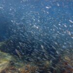 3-Day Sanya Wonderful Private Tour :Nanshan Temple &Yanoda Rainforest + Binglang Valley&Shuangfan Rock Diving