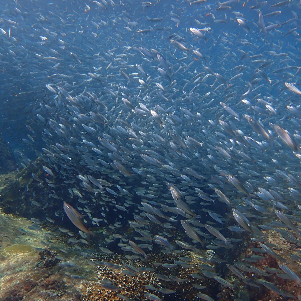 3-Day Sanya Wonderful Private Tour :Nanshan Tem...